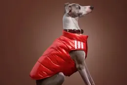 adidas Originals 释出 2026 冬季宠物服饰系列