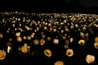 teamLab 将大阪向日葵花田变为互动生态系统