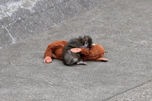 爆红婴猴 Punch 变身主角！全新动作游戏《Zoo Fighter》登场