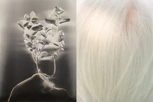 世界历史最悠久的摄影展重返伦敦 Saatchi Gallery