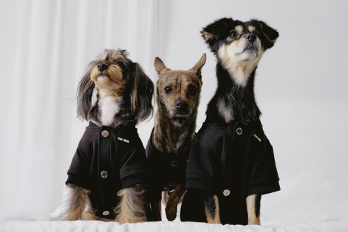 TEAM WANG design 推出宠物生活副线「FRIENDS」