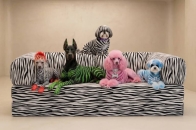 OMHU TEDDY 沙发狂野变身：Zebra 动物纹登场