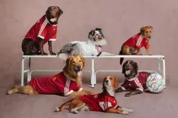 adidas Originals 为宠物推出 Real Madrid 与 Manchester United 球衣
