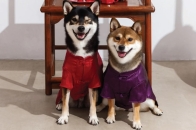 毛孩行大运：CLOT 推出喜气洋洋农历新年宠物服饰系列