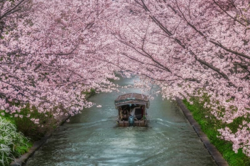 日本 2026 最新樱花预测公开:花期提早登场