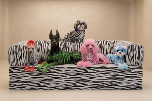 OMHU TEDDY 沙发狂野变身:Zebra 动物纹登场