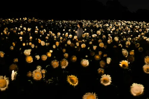 teamLab 将大阪向日葵花田变为互动生态系统