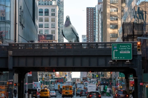 这只巨型「鸠鸽」为何出现在纽约 High Line？