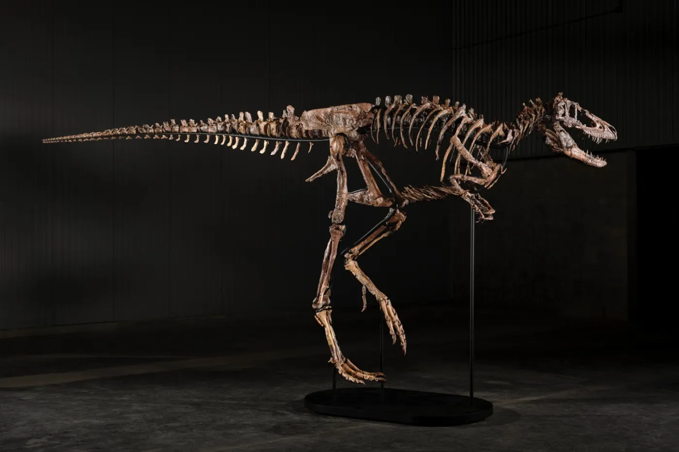 Sotheby's 拍卖世上已知仅有三具之一的 Nanotyrannus 骨架,估价高达 $900 万美元